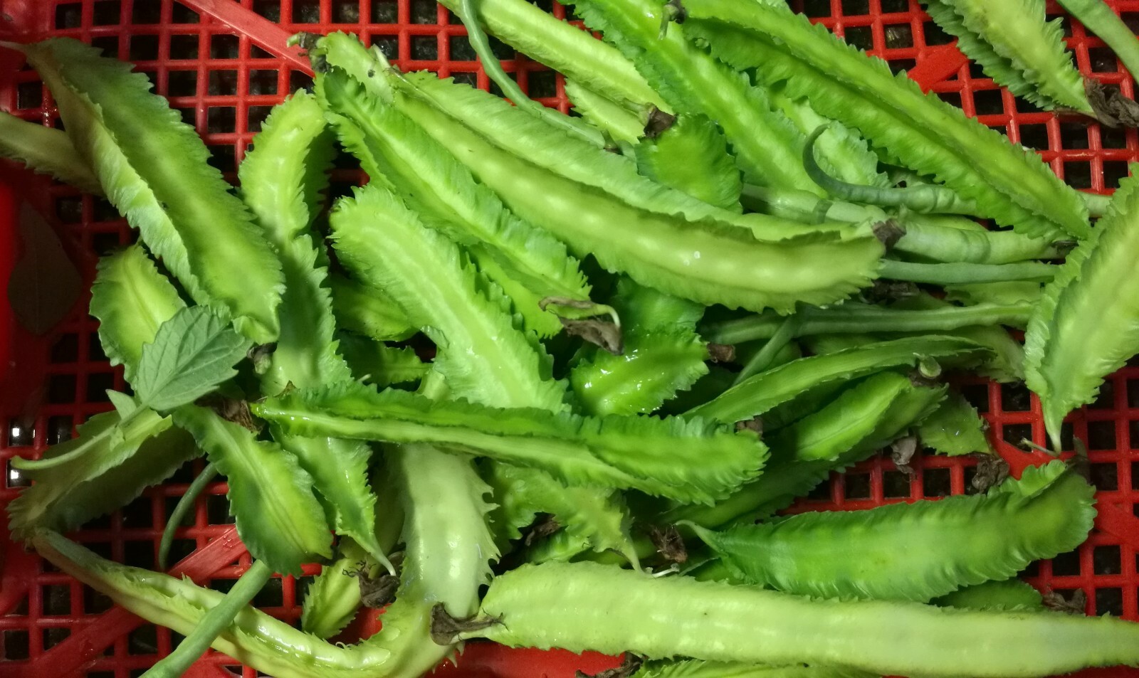 50 Organic Winged Bean Seeds (four angled/manila/GOA/dragon/princess/asparagus)