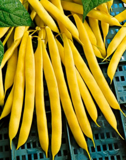 300 Yellow Bean Seeds, Gold Crop, Heirloom Beans, Bush Yellow Beans, Non-Gmo