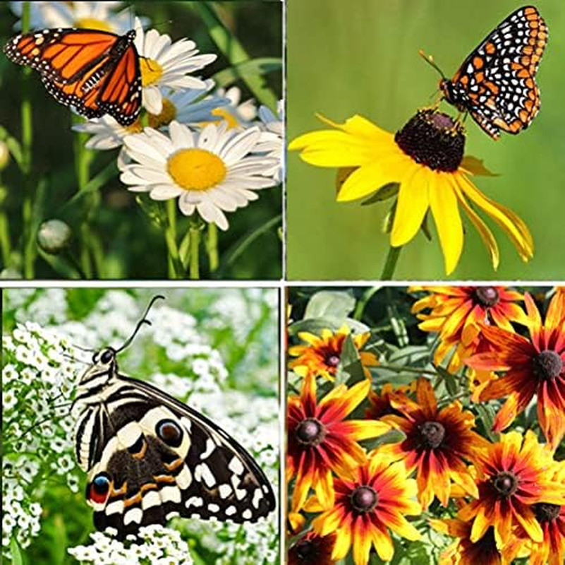 Perennial Wildflower Seeds Package with 25 Different Varieties 100,000 Seeds, Hu