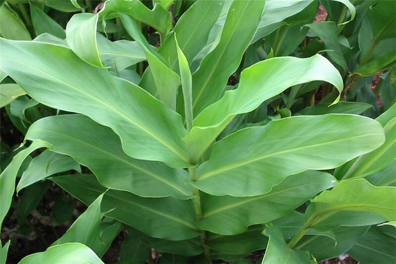 White Garland Lily, Butterfly Ginger Lily, Hedychium Coronarium – 1 plant 1-2’