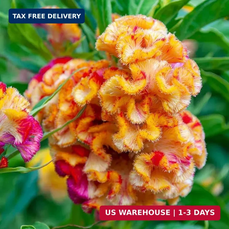 Mixed Cockscomb Seeds (Celosia Cristata) – 300 Pcs Annual, Heat & Drought Tolera