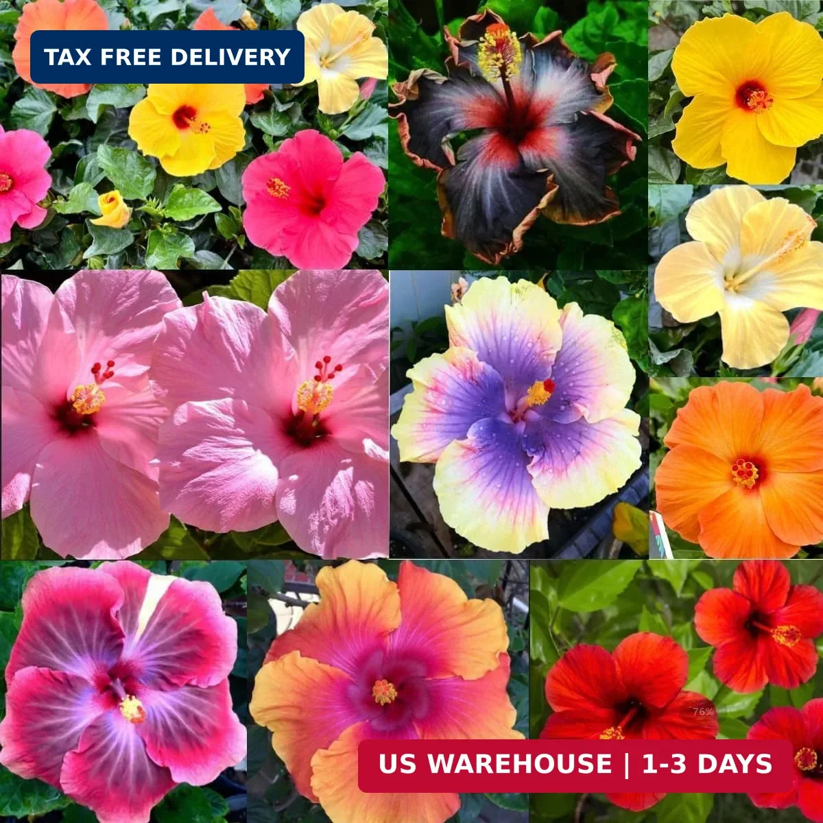120+ PCS Mixed Giant Hibiscus Seeds for Planting Flowers Perennial Flower Outdoo
