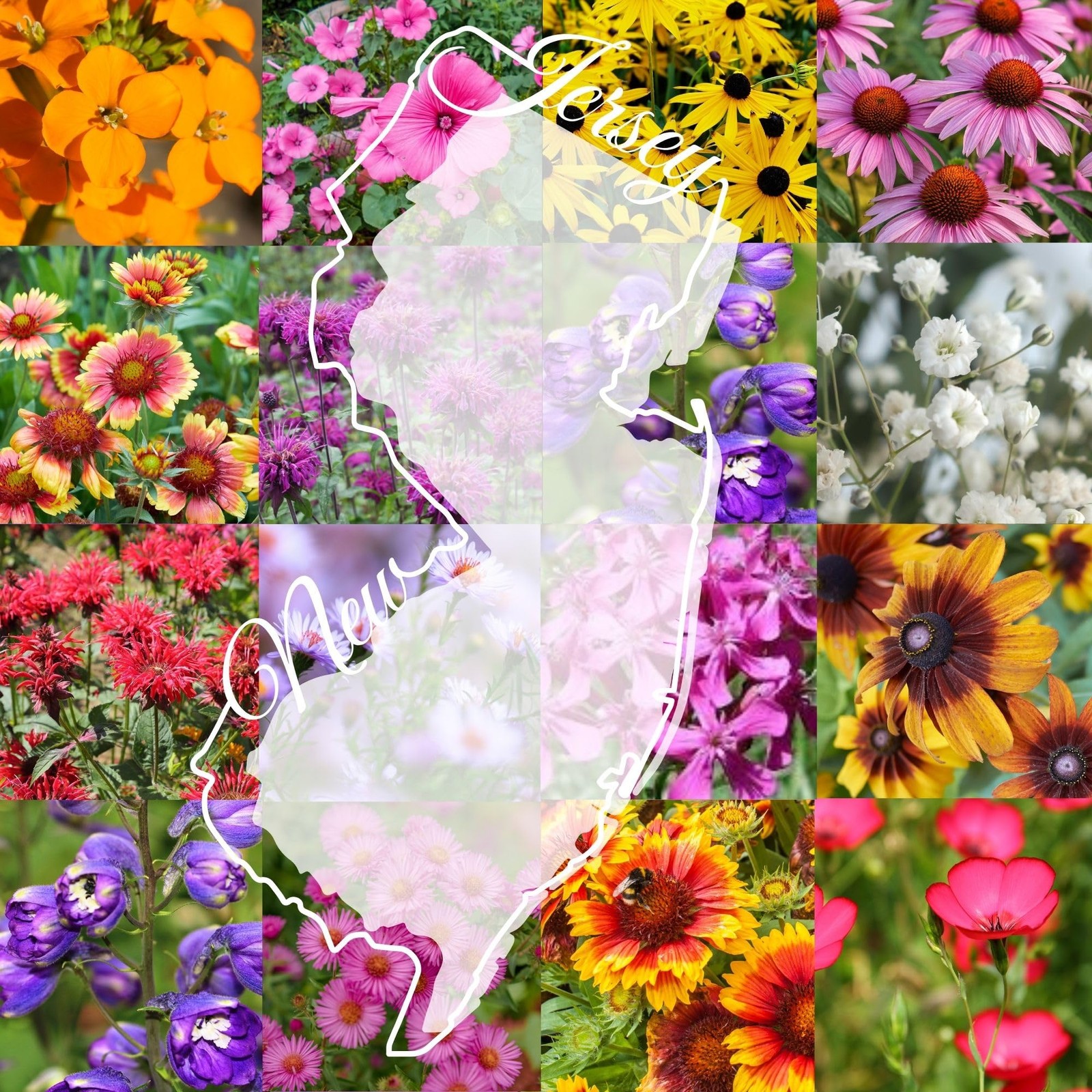 New Jersey Bulk Wildflower Seed Mix 1/4lb Covers 500sq-ft – Attract Pollinato…