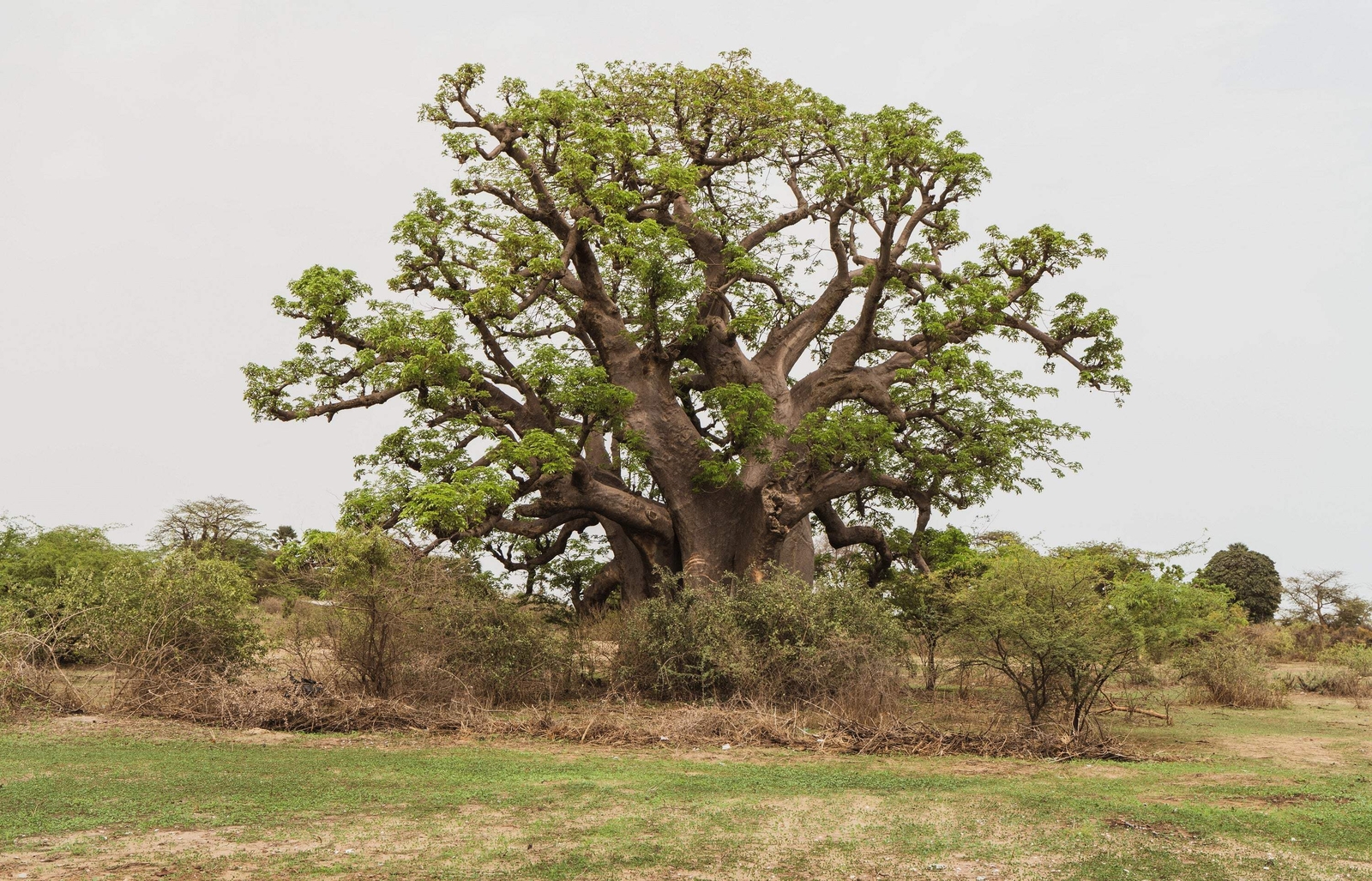 5 African BAOBAB TREE Adansonia Digitata Monkey Bread Judas Fruit Seeds