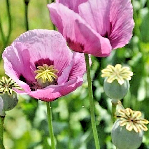 5,000 Stratified Turkish Papaever Somniferum Hashas Poppy Seeds For Planting