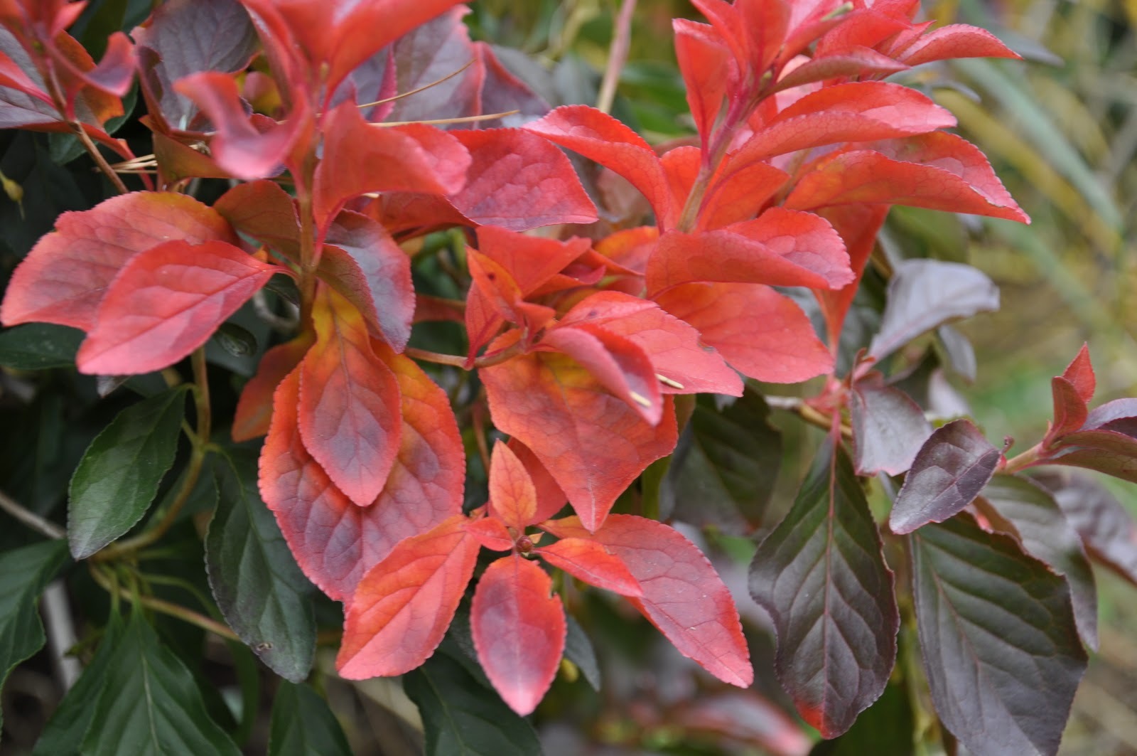 Winterberry Holly, Ilex verticillata, Shrub Seeds (Hardy, Showy)