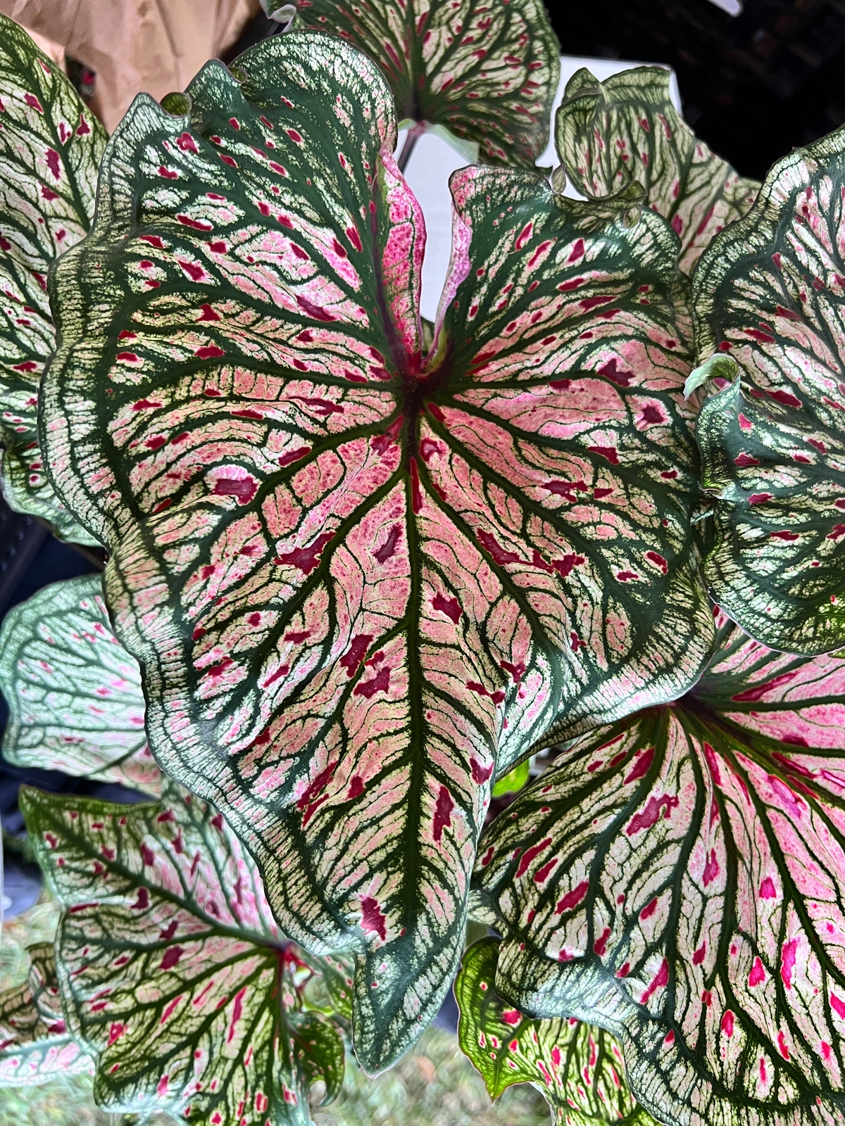 Blue Buddha Farm: ‘Spicy Lizard’ Caladium – Exotic Foliage with a Twist (2