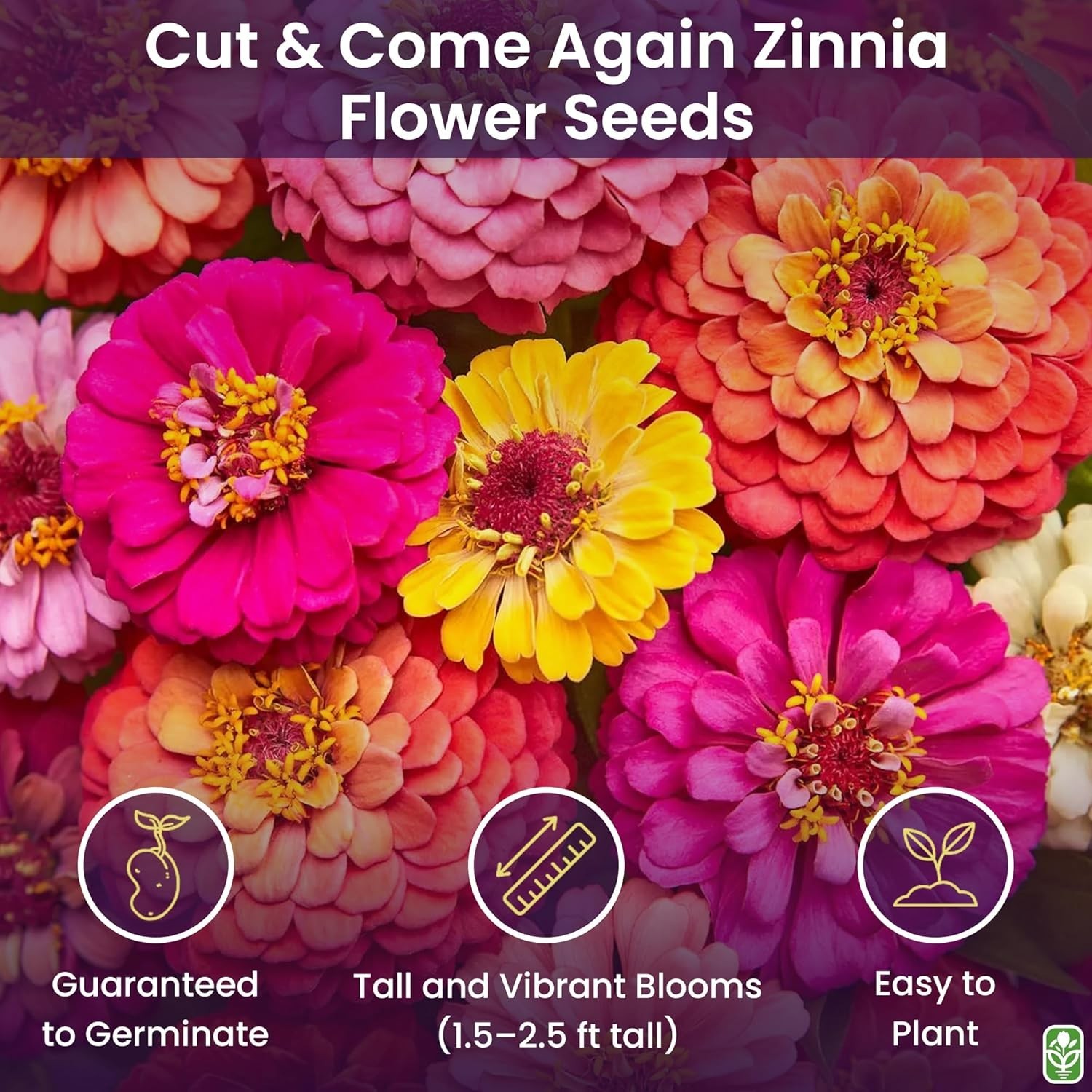 Mixed Zinnia Seeds for Planting Outdoors – 300 Fresh Seeds – Cut-and-Come-Aga…