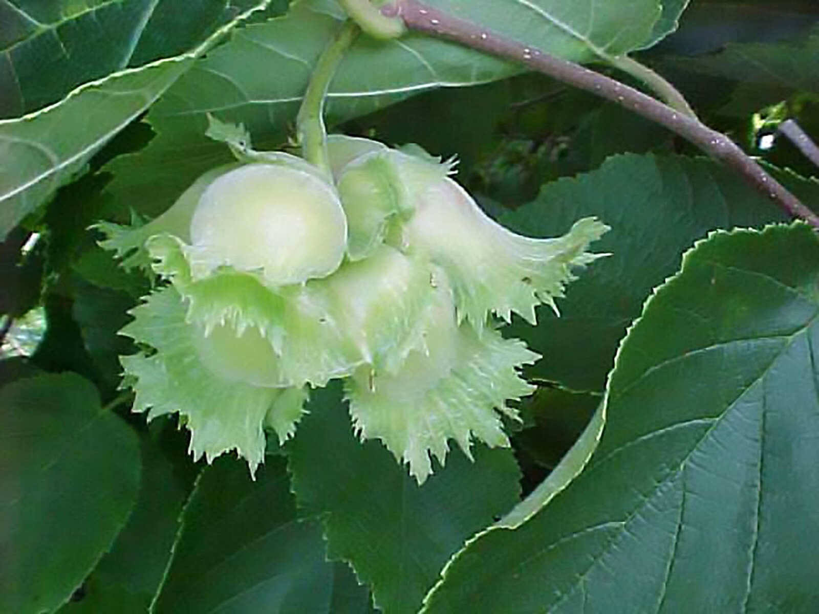 American Hazelnut, (Filbert), Corylus americana, Seeds (Fast, Showy, Edible)