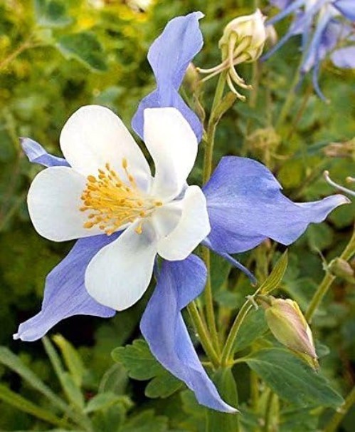Columbine McKana Giants Seeds – 200 Seeds to Enhance Your Spring & Summer Garden
