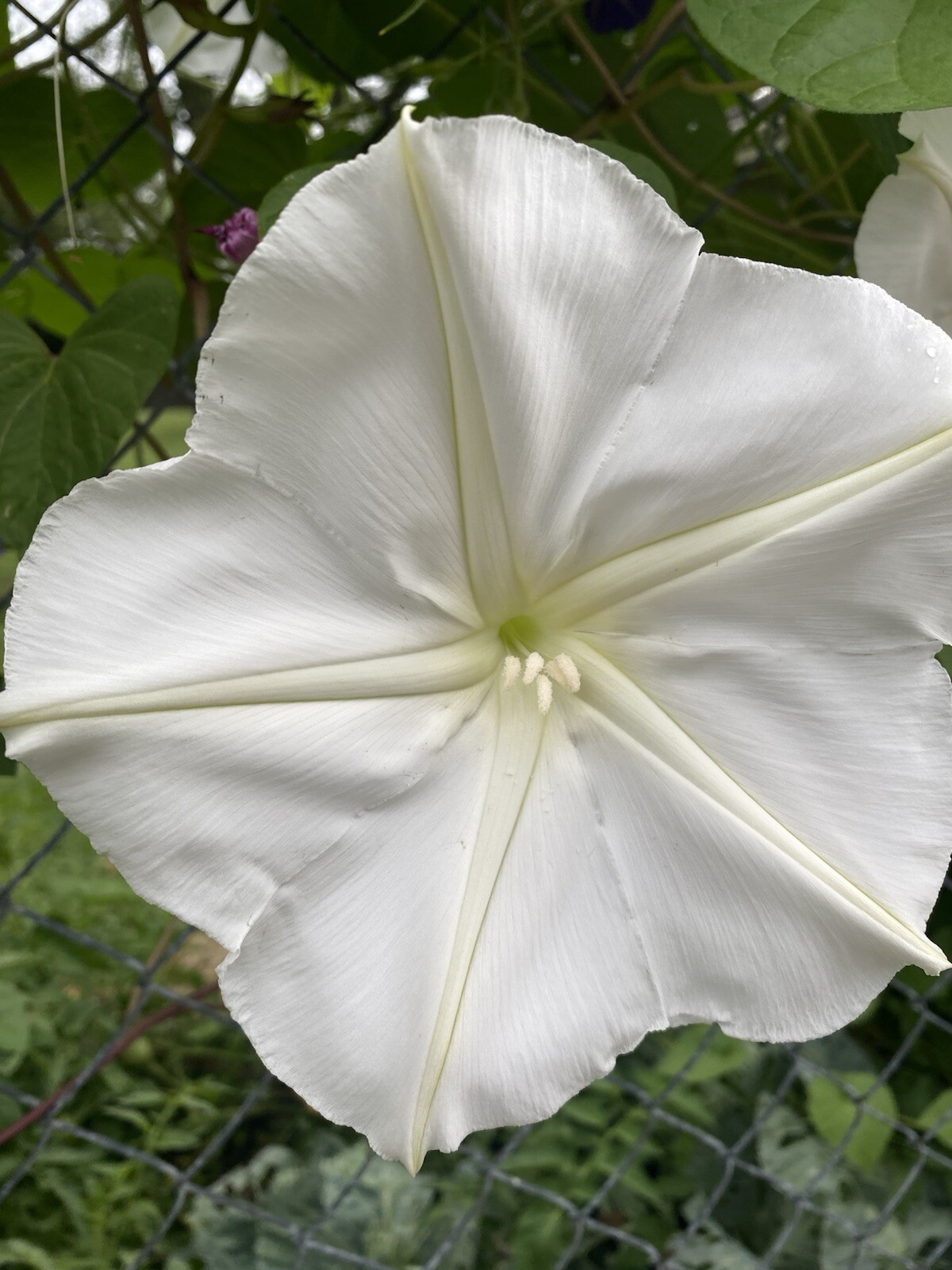 40 MOONFLOWER MORNING GLORY White Moon Flower Ipomoea Alba Flower Vine Seeds