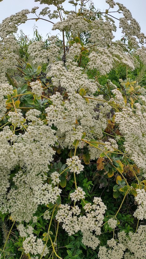 California Buckwheat seeds (Eriogonum fasciculatum) Mojave FREE SHIPPING