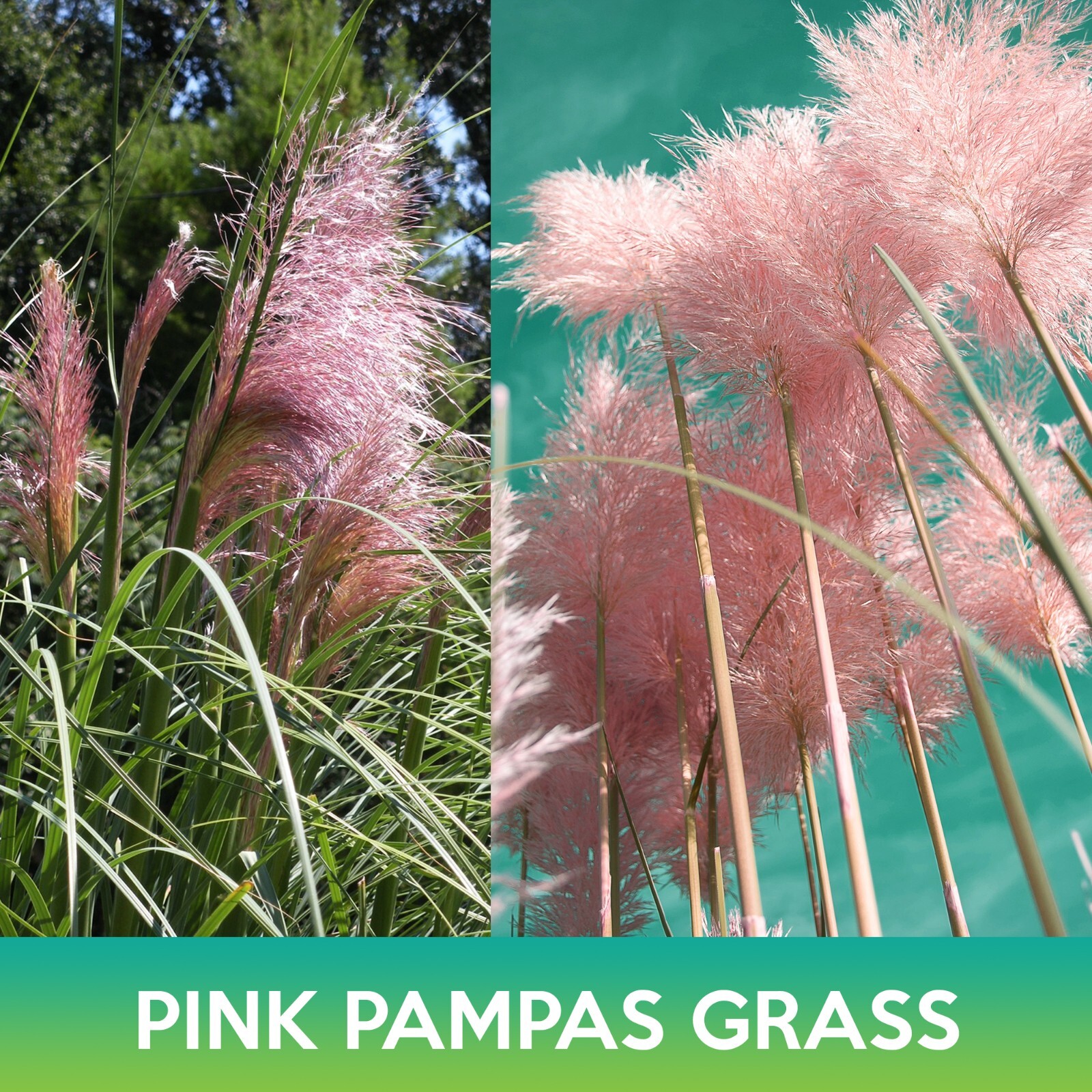 Pink Pampas Grass Seeds