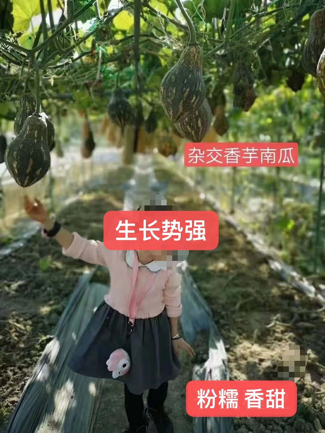 12PCs sweet taro flavor pumpkin seeds 12粒香芋风味南瓜种子 2023年新种子