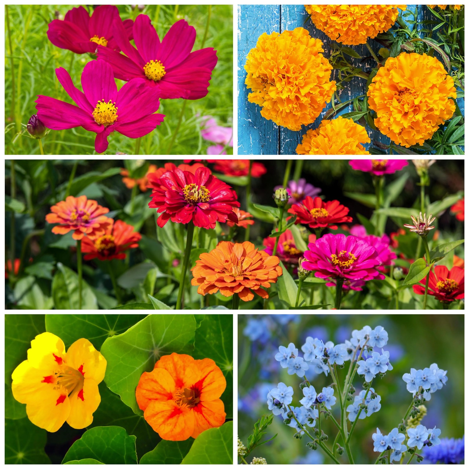 Flower Seeds Hummingbird and Butterfly Seed Mix 1 Ounce No Filler | 23 Variet…