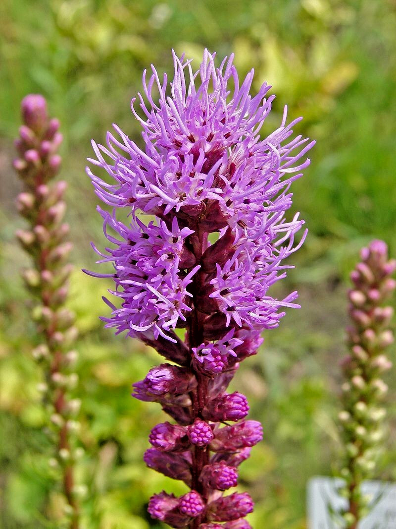 LIATRIS SPIKATA 101 SEEDS, PURPLE, A FEW WHITE, BLAZING STAR, GAYFEATHER