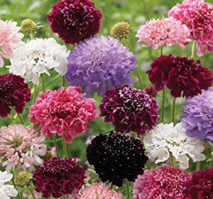 30 Scabiosa Formula Mix seeds