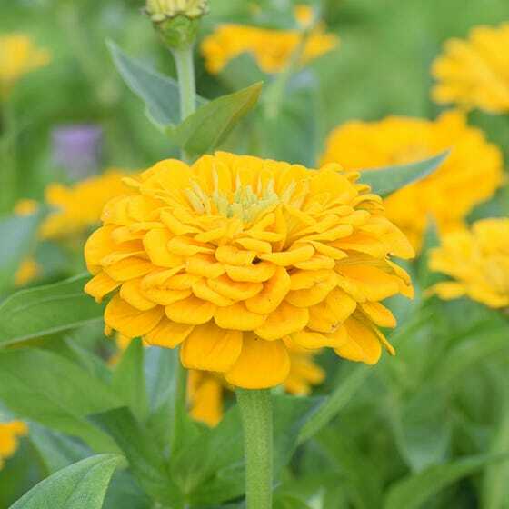 Zinnias CONFETTI Mixed Colors HEIRLOOM Bees Butterflies Pollinators 100 Seeds!