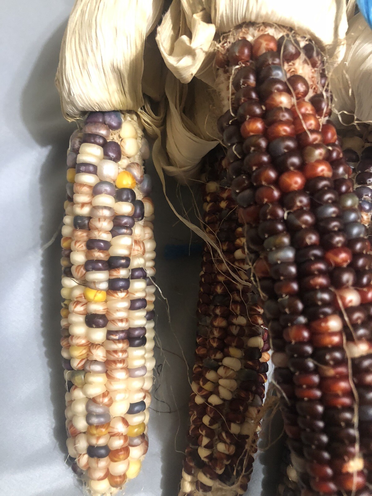 Mix of 50+ or 1/2 ounce, Indian Ornamental Corn Seeds Heirloom Non-GMO, Free S&H