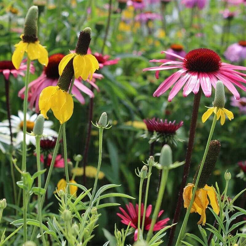 500+ Wildflower Mix – ALL PERENNIAL – Heirloom – Pollinator – Non GMO – FRESH