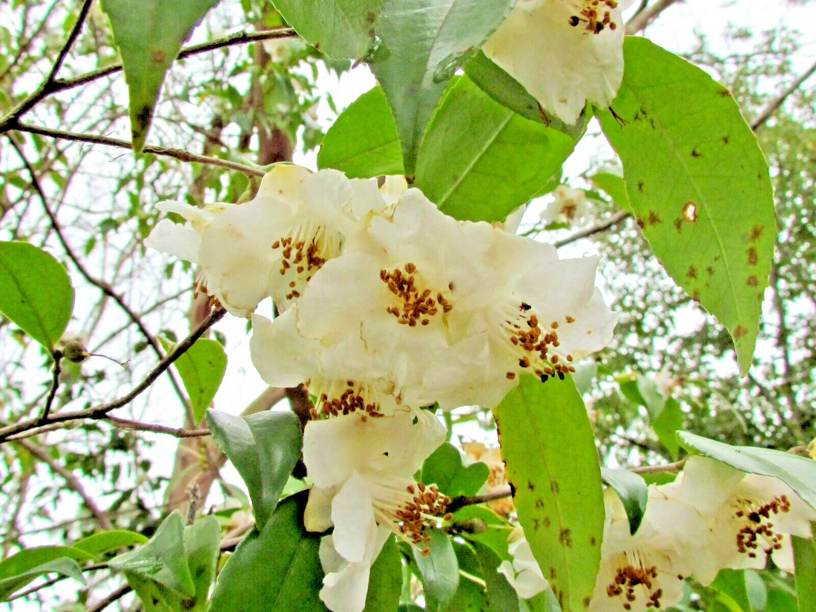 12 FRATERNA CAMELLIA SEEEDS – Camellia fraterna