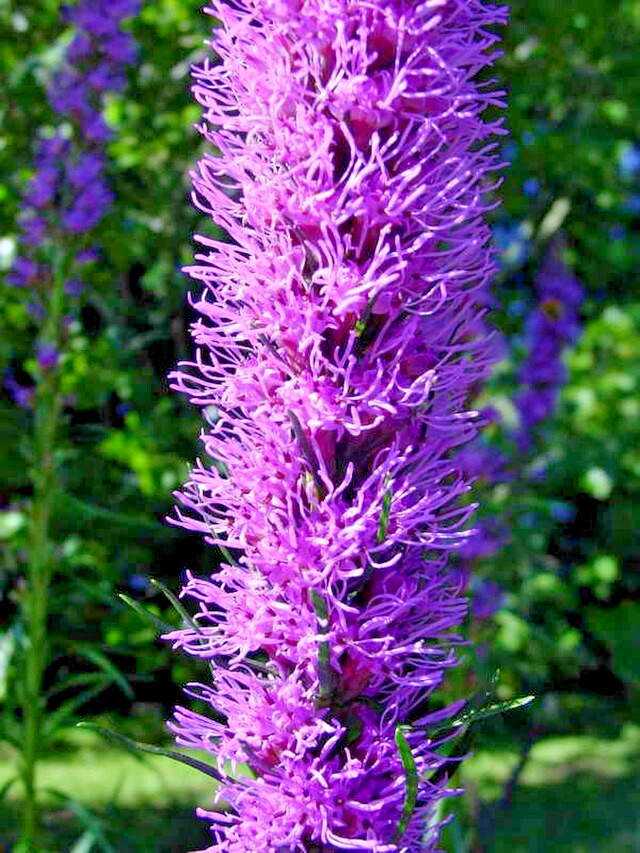 LIATRIS SPIKATA 101 SEEDS, PURPLE, A FEW WHITE, BLAZING STAR, GAYFEATHER