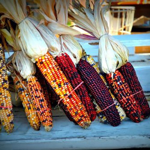 5000+ Indian Corn Seeds – Heirloom – NON GMO – FRESH