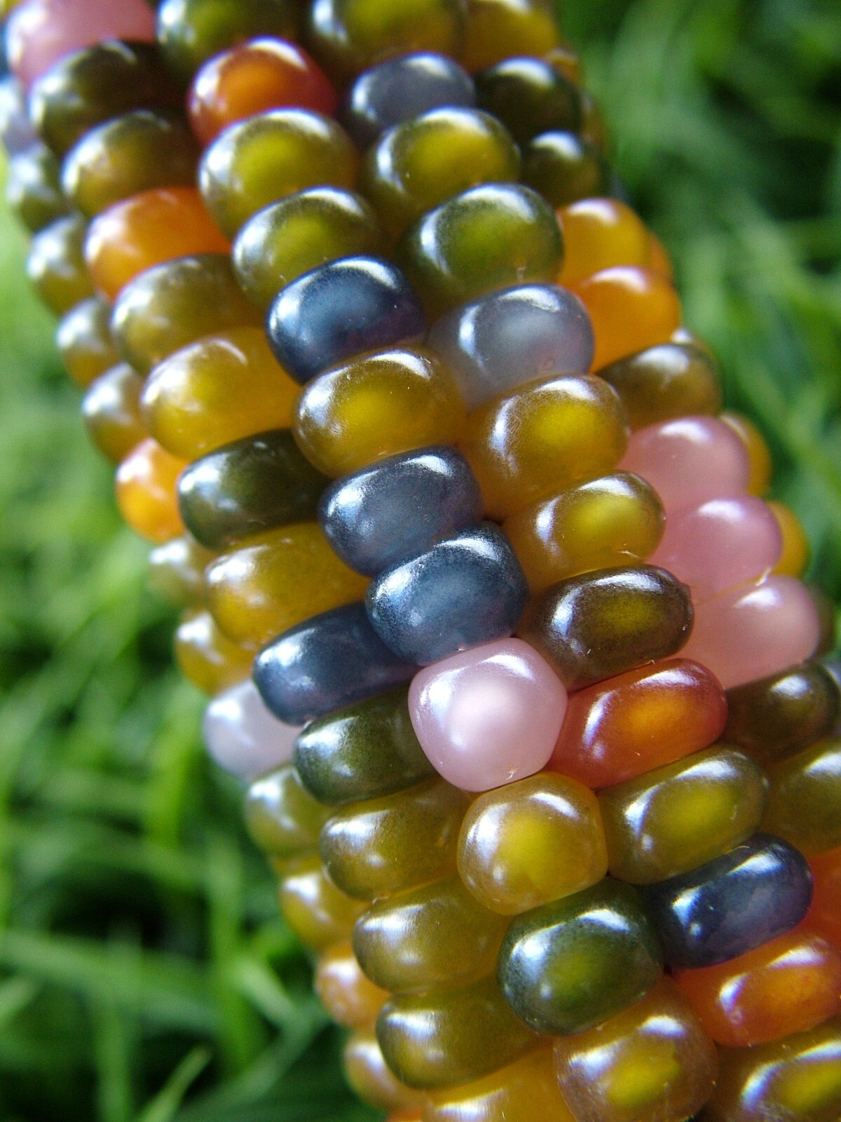 25+ Glass Gem Indian Corn Seeds For Planting Beautiful And Vibrant! Organic