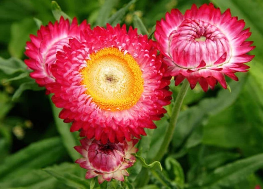 Scarlet Choice Double Strawflower – Pack 100 Seeds – Annual Plant