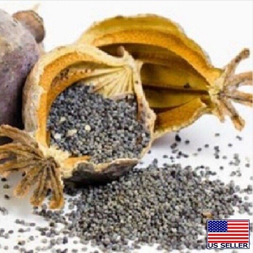 20,000 Untreated, Organic Turkish Papever Somniferum Poppy Seeds For Planting