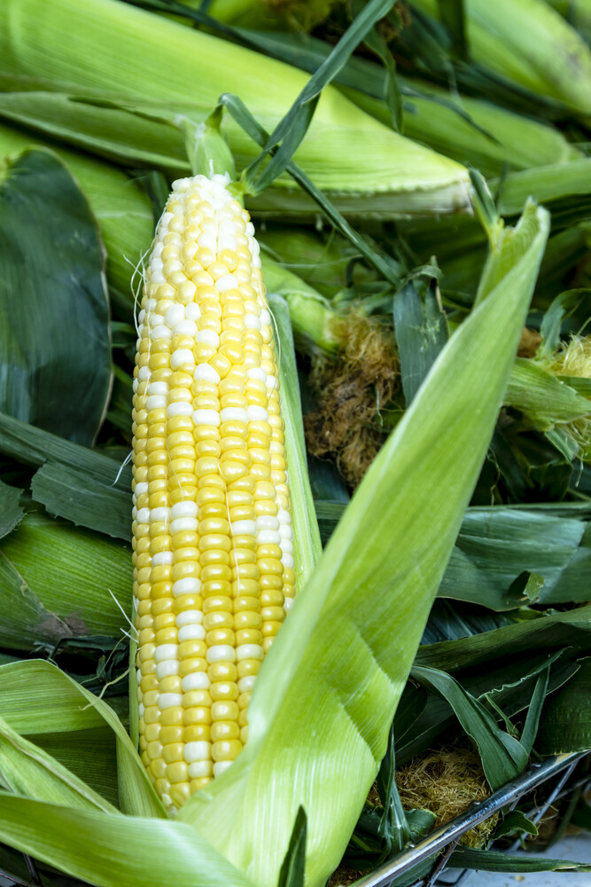 75 Peaches and Cream Sweet Corn Seeds to Plant Peaches and Cream Sweetcorn
