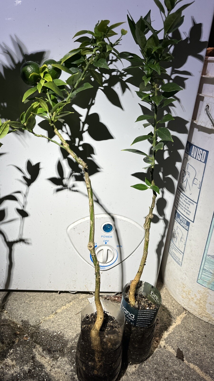Myrtle Leaf Orange 14-20” tall (Citrus myrtifolia) Chinotto 2.5″ Pot Size