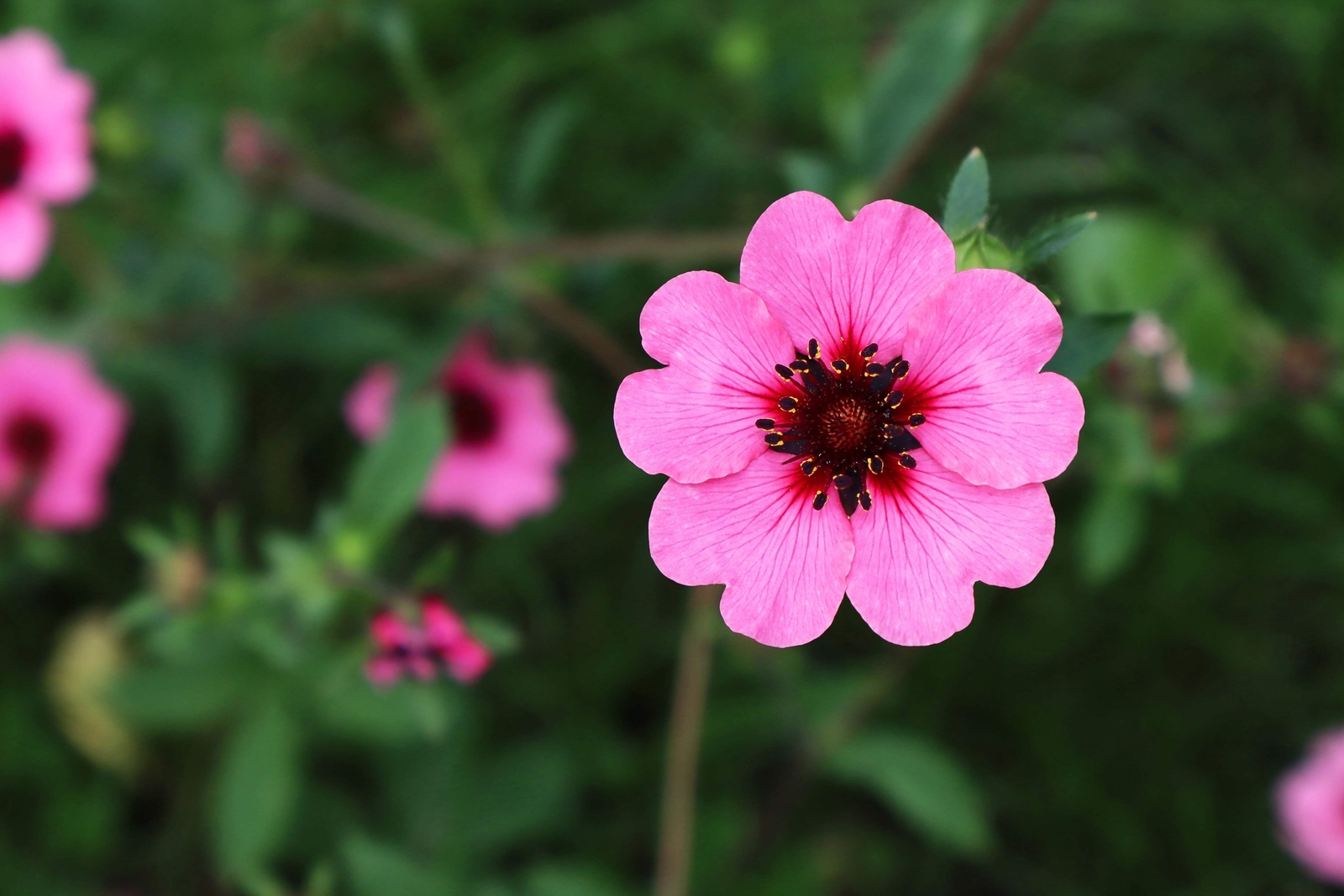 50 Nepal CINQUEFOIL / POTENTILLA Nepalensis Pink Red Flower Seeds *Comb S/H