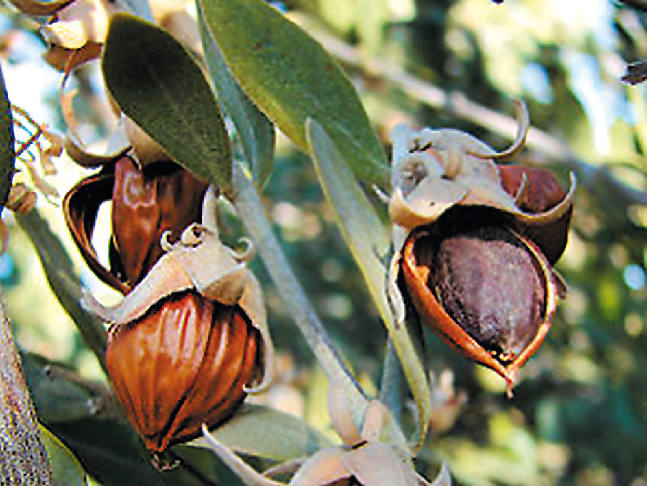 Jojoba, Simmondsia chinensis, Seeds (Edible, Long Lived Desert Shrub, Hedge)