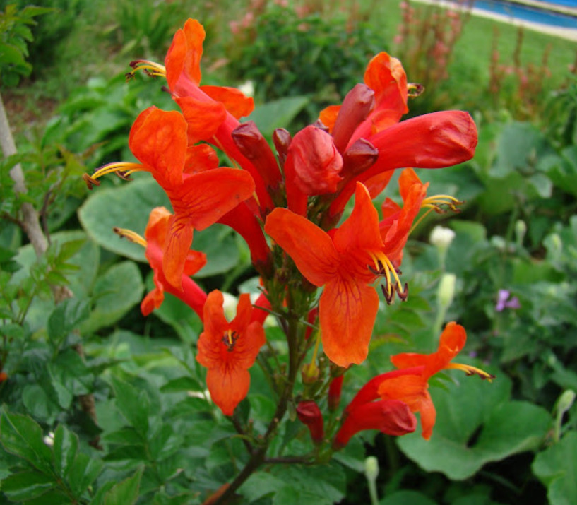 Red Cape Honeysuckle Plant – 4-8″ Tall – Tecoma capensis – Red Flowering Shrub