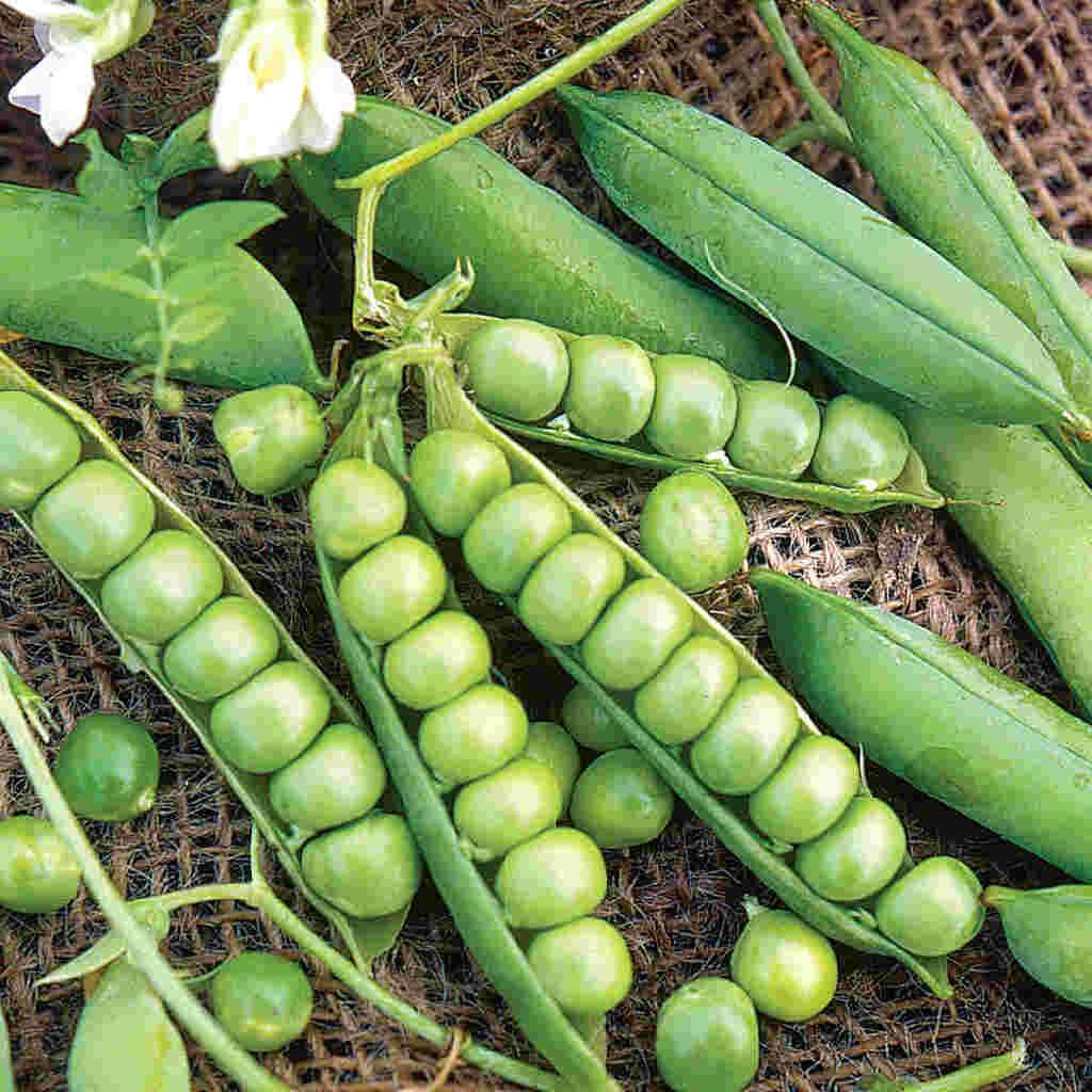 Sugar Snap Pea Seeds (30) / ORGANIC / HEIRLOOM / FLORIDA GROWN /