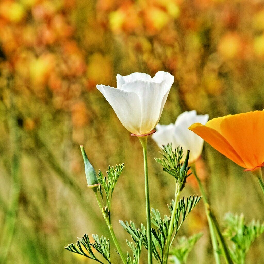 1001+WHITE Linen CALIFORNIA POPPY Flower Seed Native Wildflower Garden Container