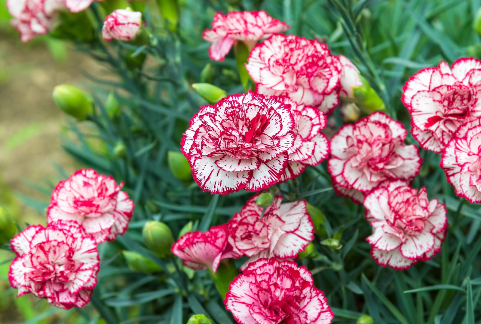 50 PICOTEE MIX CARNATION Dianthus Caryophyllus Bicolor Striped Flower Seeds