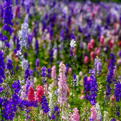 500 to 2,000 Stratified Rocket Larkspur Delphinium Mixed Flower Seeds Mix Colors