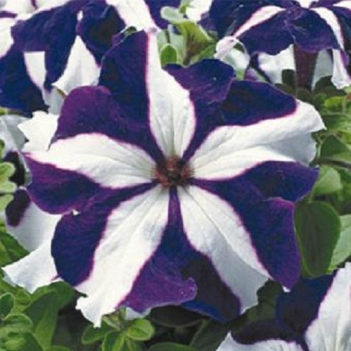 Petunia Seeds 50 Pelleted Seeds Ultra Blue Star Flower Seeds