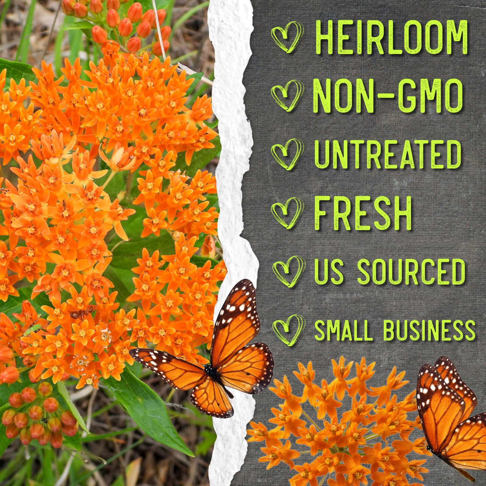 Seed Needs Orange Butterfly Milkweed Seeds for Monarch Butterflies 2 Packs