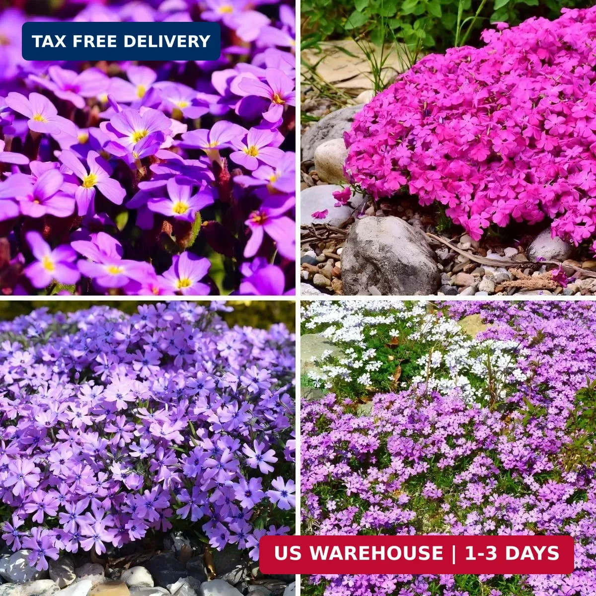 CarpetC 1000+ Creeping Phlox Seeds for Planting, Ground Cover Purple Flowers Sta