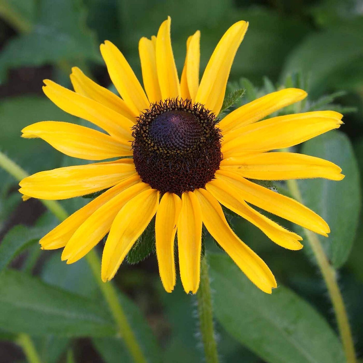 1 Lb Black Eyed Susan Wildflower Seeds – Everwilde Farms Mylar Seed Packet