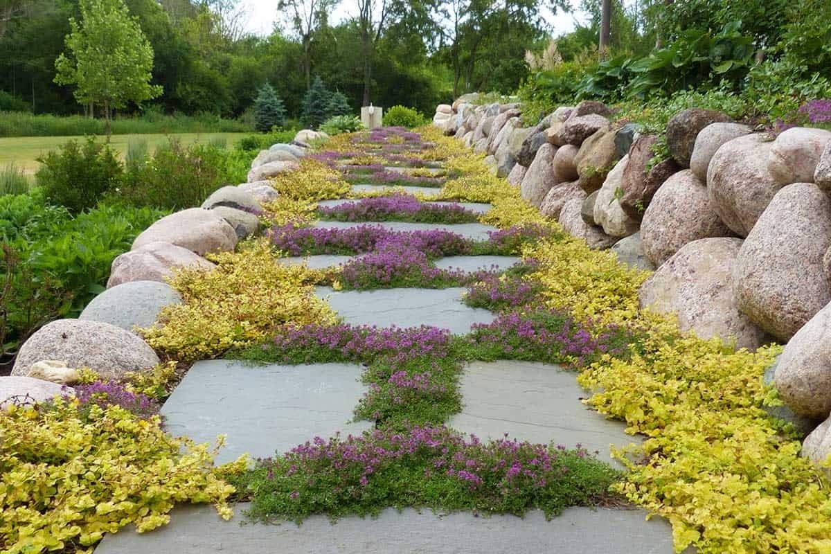 UtopiaSeeds Creeping Thyme Seeds – Thymus Serpyllum – Landscaping Ground Cove…