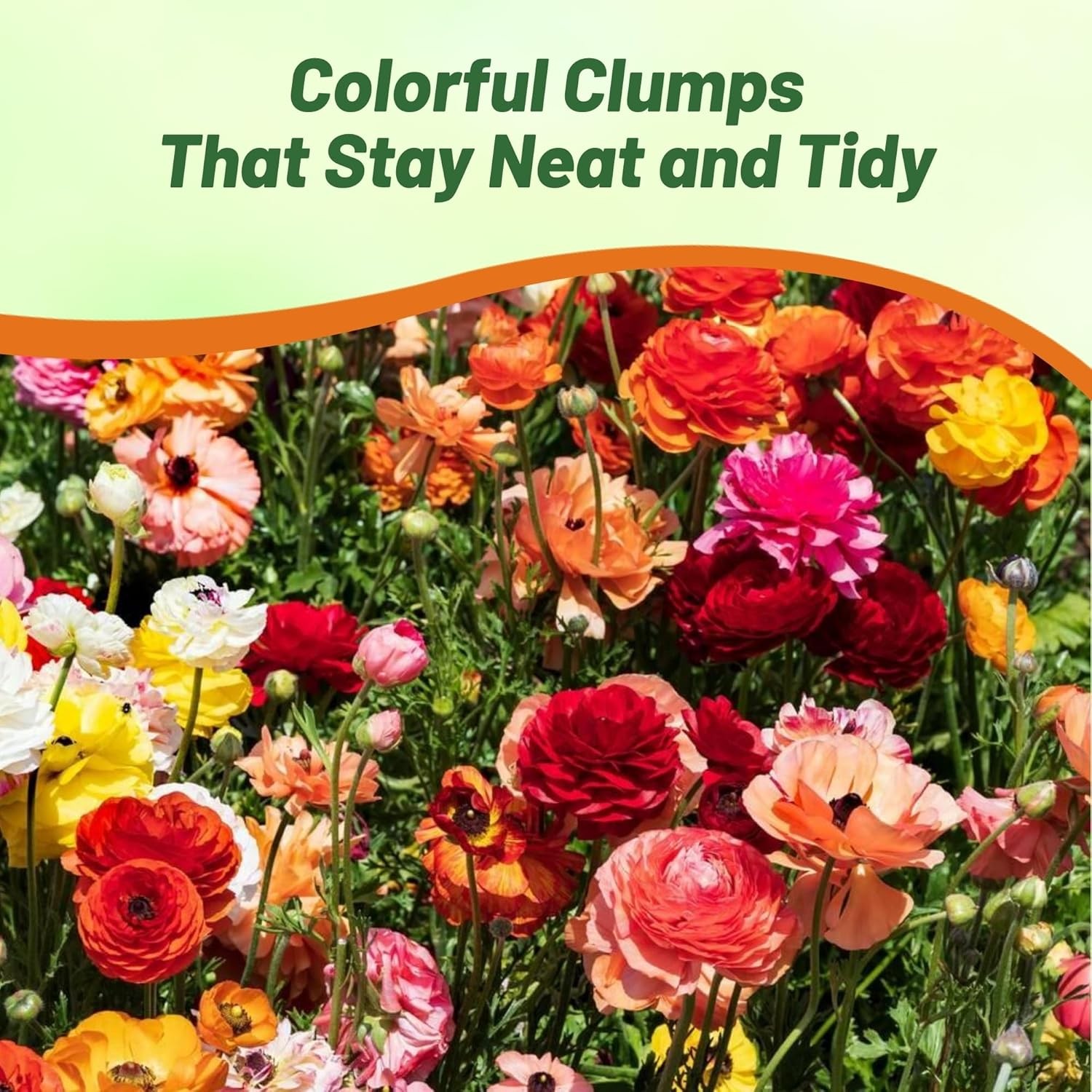 40 Seeds Ranunculus Seeds – Persian Buttercup Mix Flower Seed