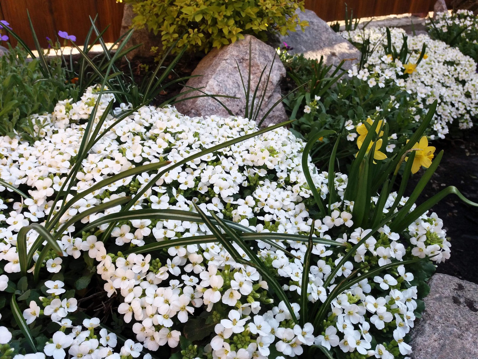 800 WHITE ALPINE ROCKCRESS Aubrieta Rock Cress Arabis Alpina Flower Seeds