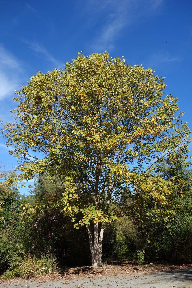 1-2000 PCS Chinese Tulip Tree Seeds Liriodendron Chinense Yellow Flower 0159