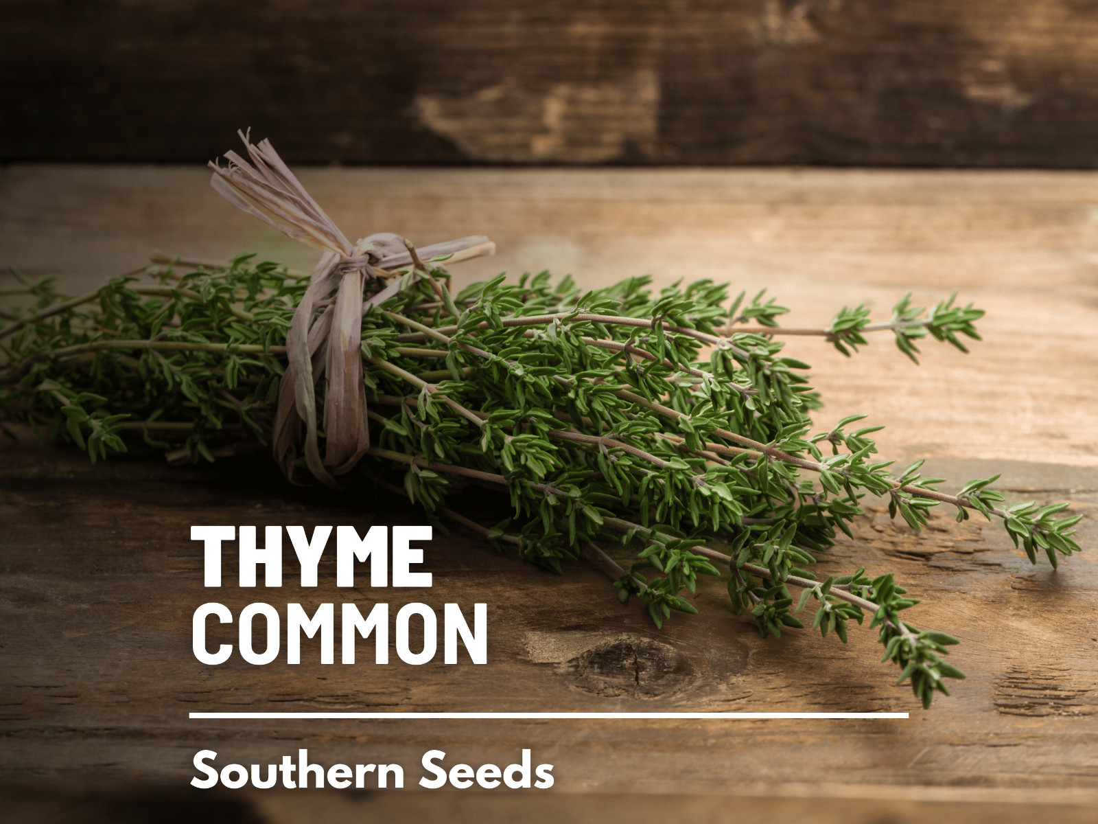 Thyme – 50 Seeds – Medicinal & Culinary Herb – GMO Free (Thymus Vulgaris)