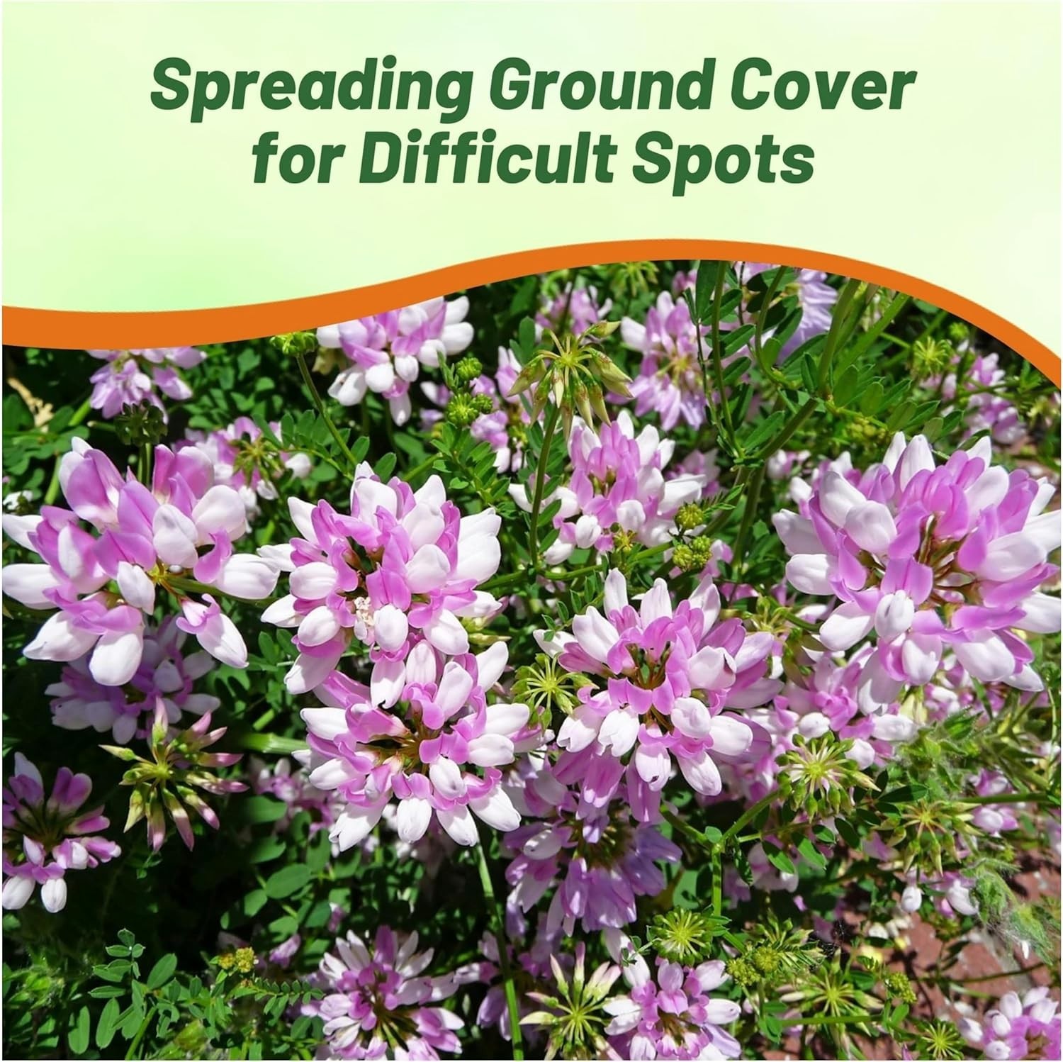 Perennial Crown Vetch Seeds – 1 lb. Fast-Growing, GMO-Free Flower for Gardens
