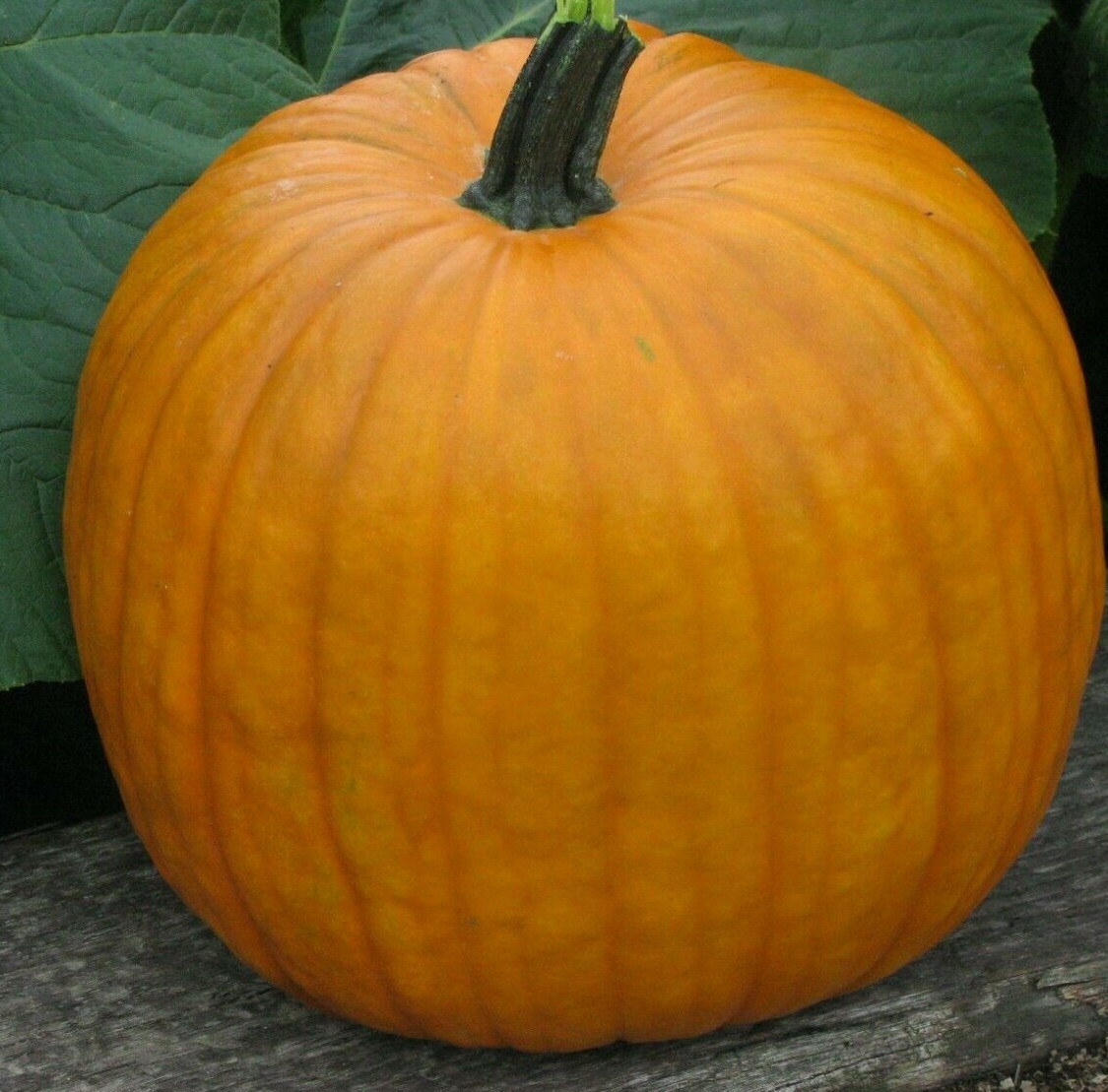 CONNECTICUT FIELD PUMPKIN SEEDS 15+ JACK O LANTERN pies BAKING FREE SHIPPING